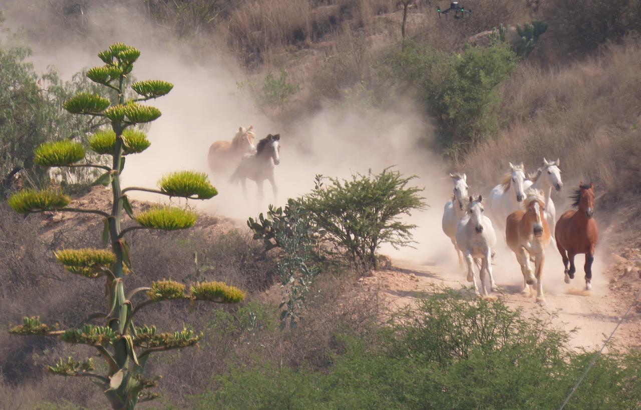 Hacienda Tovares Cadereyta de Montes Eksteriør billede